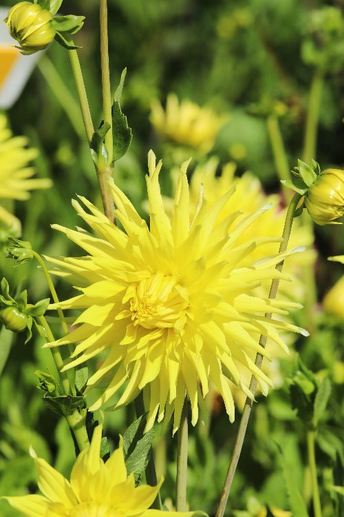 Dahlia - Kennemerland