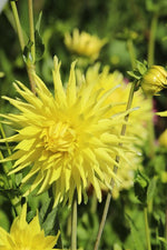 Dahlia - Kennemerland