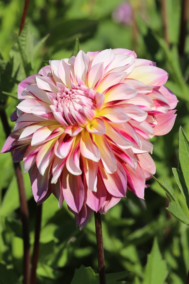 Dahlia - Caribbean Fantasy