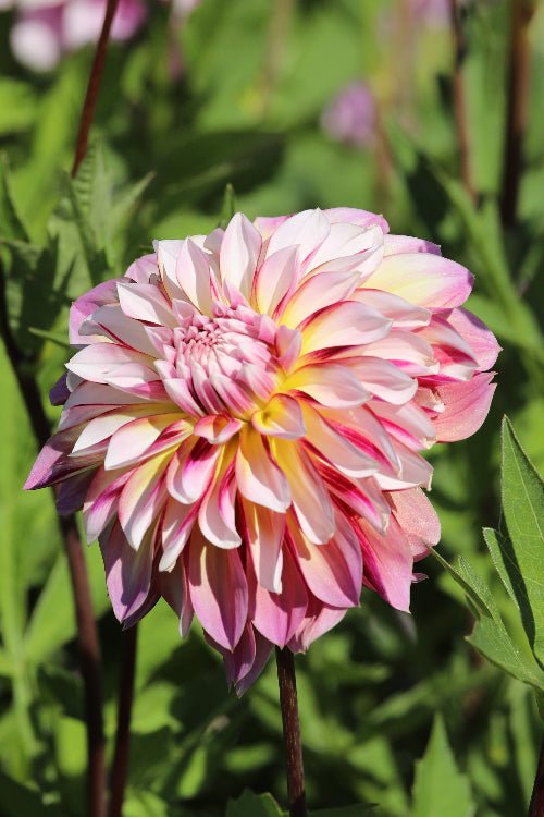 Dahlia - Caribbean Fantasy