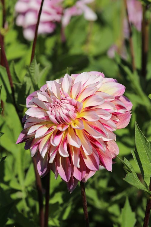 Dahlia - Caribbean Fantasy