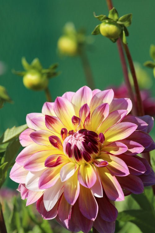 Dahlia - Caribbean Fantasy