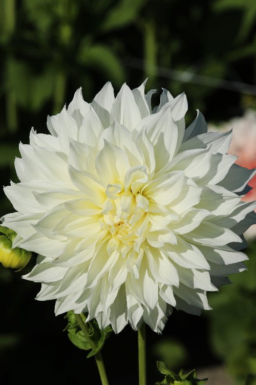 Dahlia - Fleurel