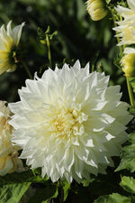 Dahlia - Fleurel