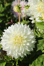 Dahlia - Fleurel