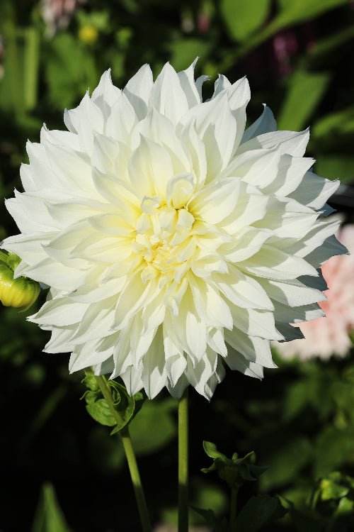 Dahlia - Fleurel
