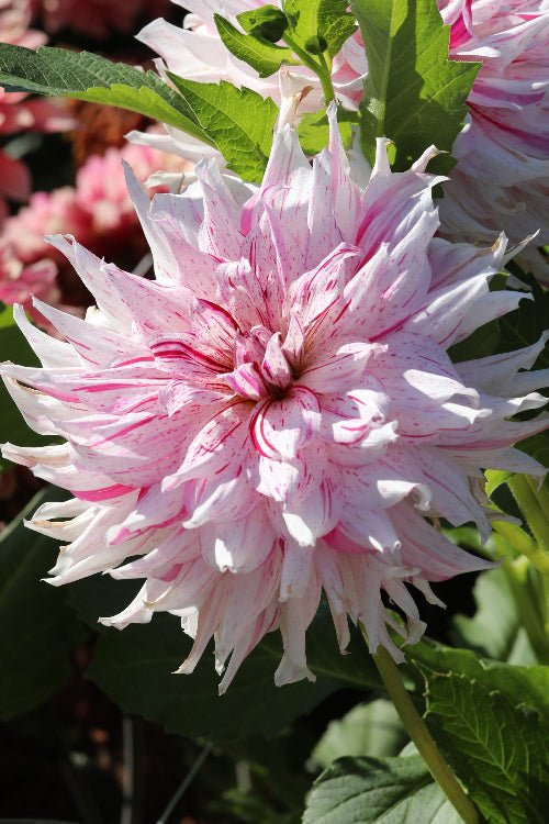 Dahlia - Mick's Peppermint