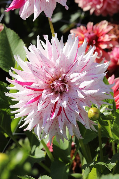 Dahlia - Mick's Peppermint