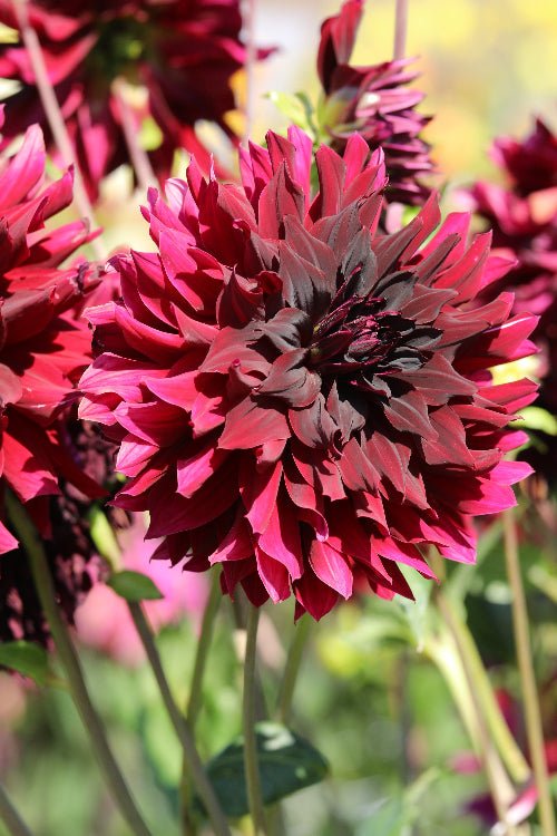 Dahlia - Rip City