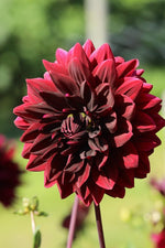 Dahlia - Rip City