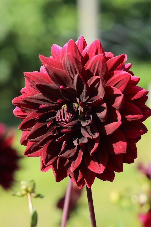 Dahlia - Rip City