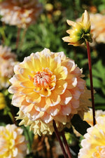 Dahlia - Seattle