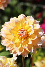 Dahlia - Seattle