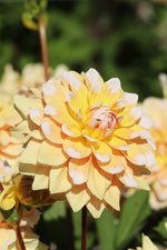 Dahlia - Seattle