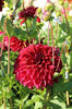 Dahlia - Zorro