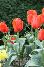 Tulip - Giant Orange Sunrise