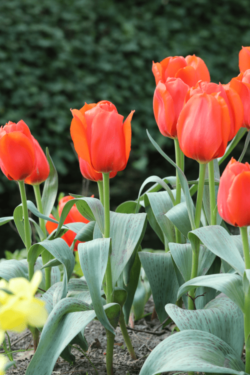 Tulip - Giant Orange Sunrise