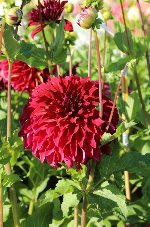 Dahlia - Holly Huston
