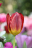 Amberglow tulip Yellow with burgundy color and green stems closeup