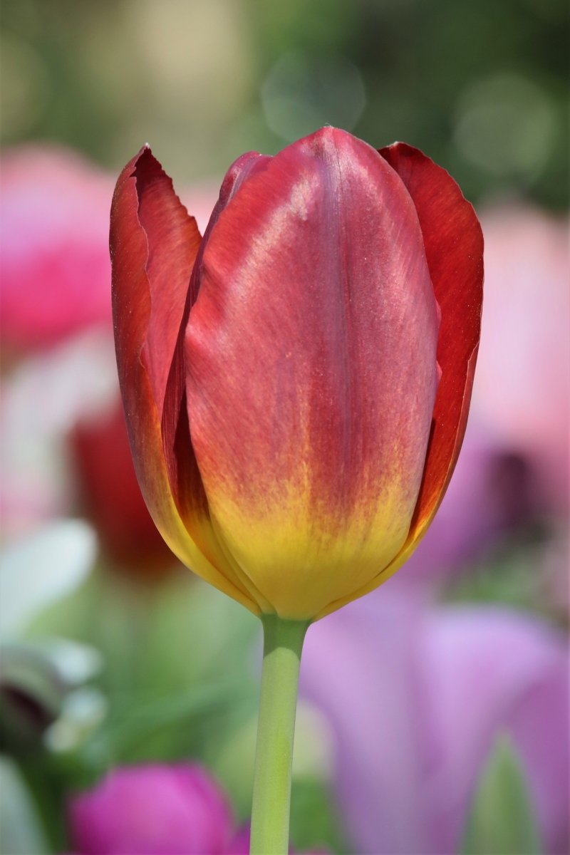 Tulip - Amberglow