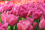 Tulip - Purple Pride