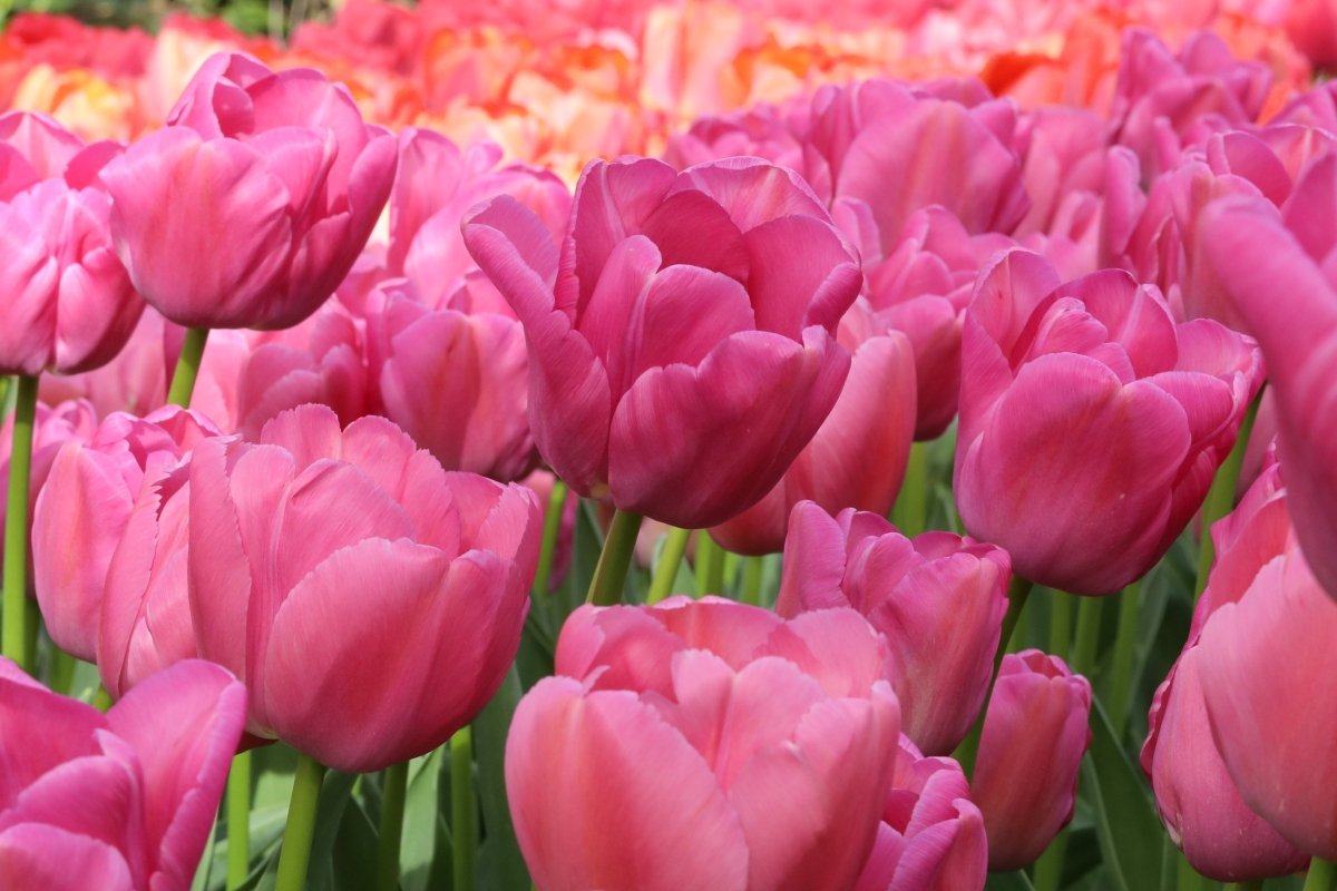 Tulip - Purple Pride