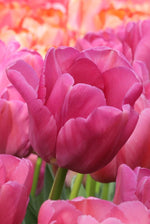 Tulip - Purple Pride