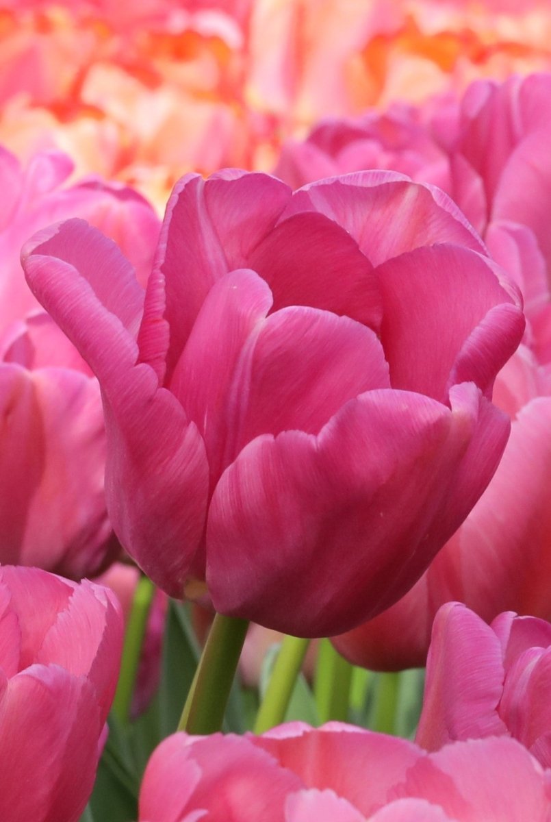Tulip - Purple Pride