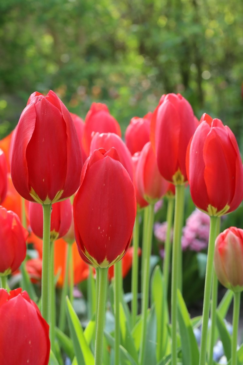 Tulip - Keep on Smiling