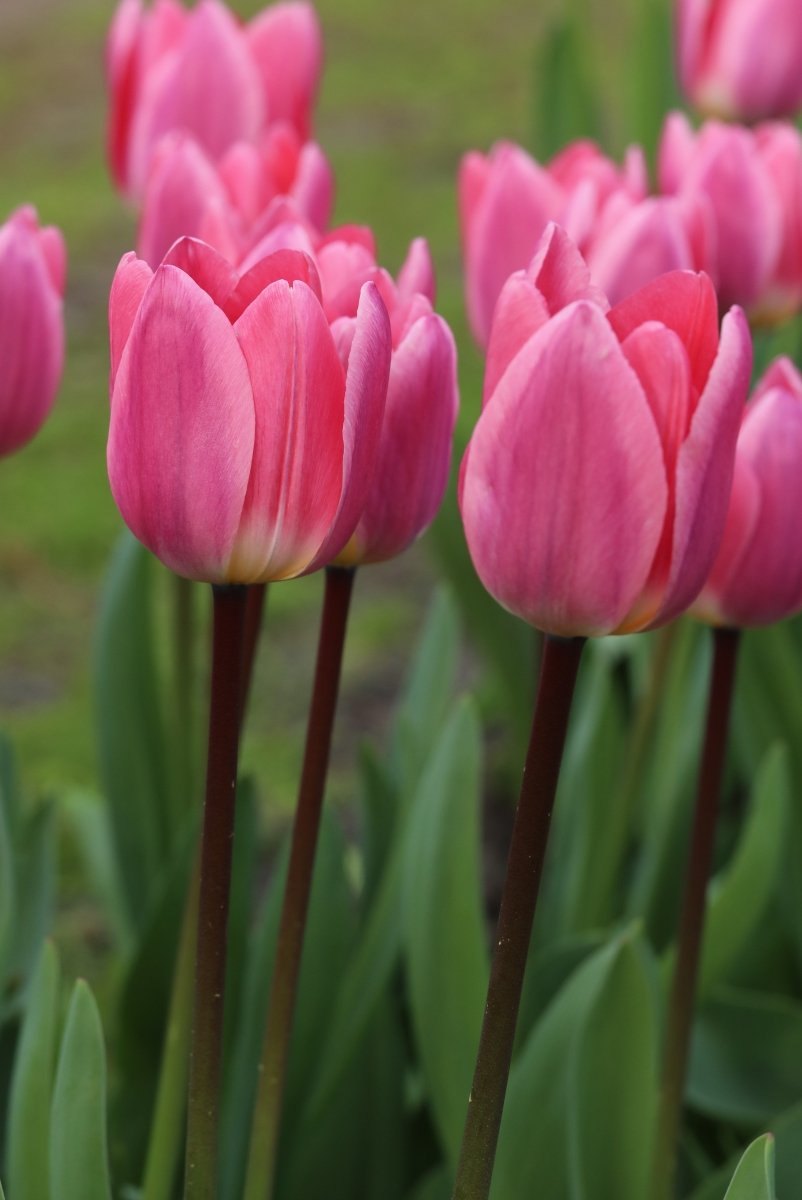 Tulip - Light and Dreamy