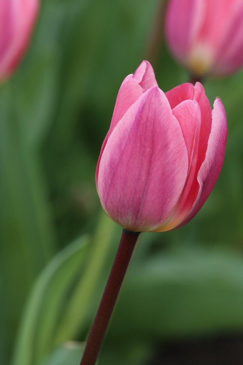 Tulip - Light and Dreamy