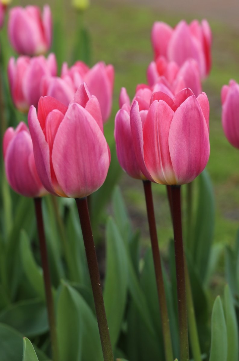 Tulip - Light and Dreamy