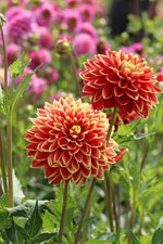 Dahlia - Dutch Carnaval