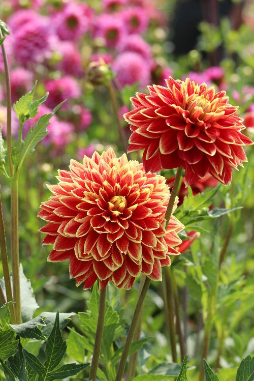 Dahlia - Dutch Carnaval
