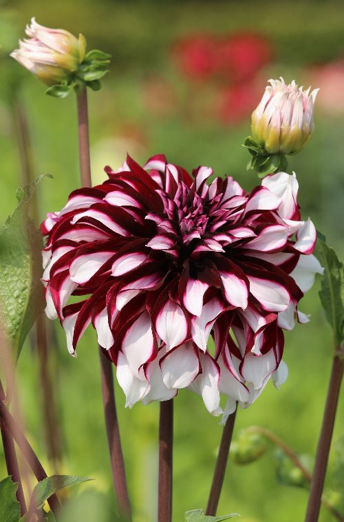 Dahlia - Tartan