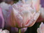 Tulip - Dreamer
