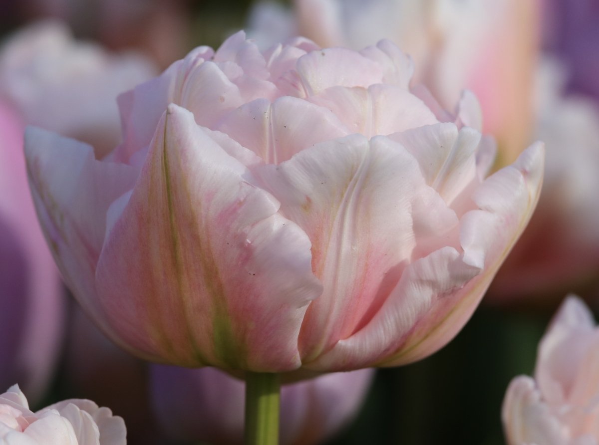 Tulip - Dreamer