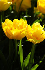 Tulip - Marie Jo