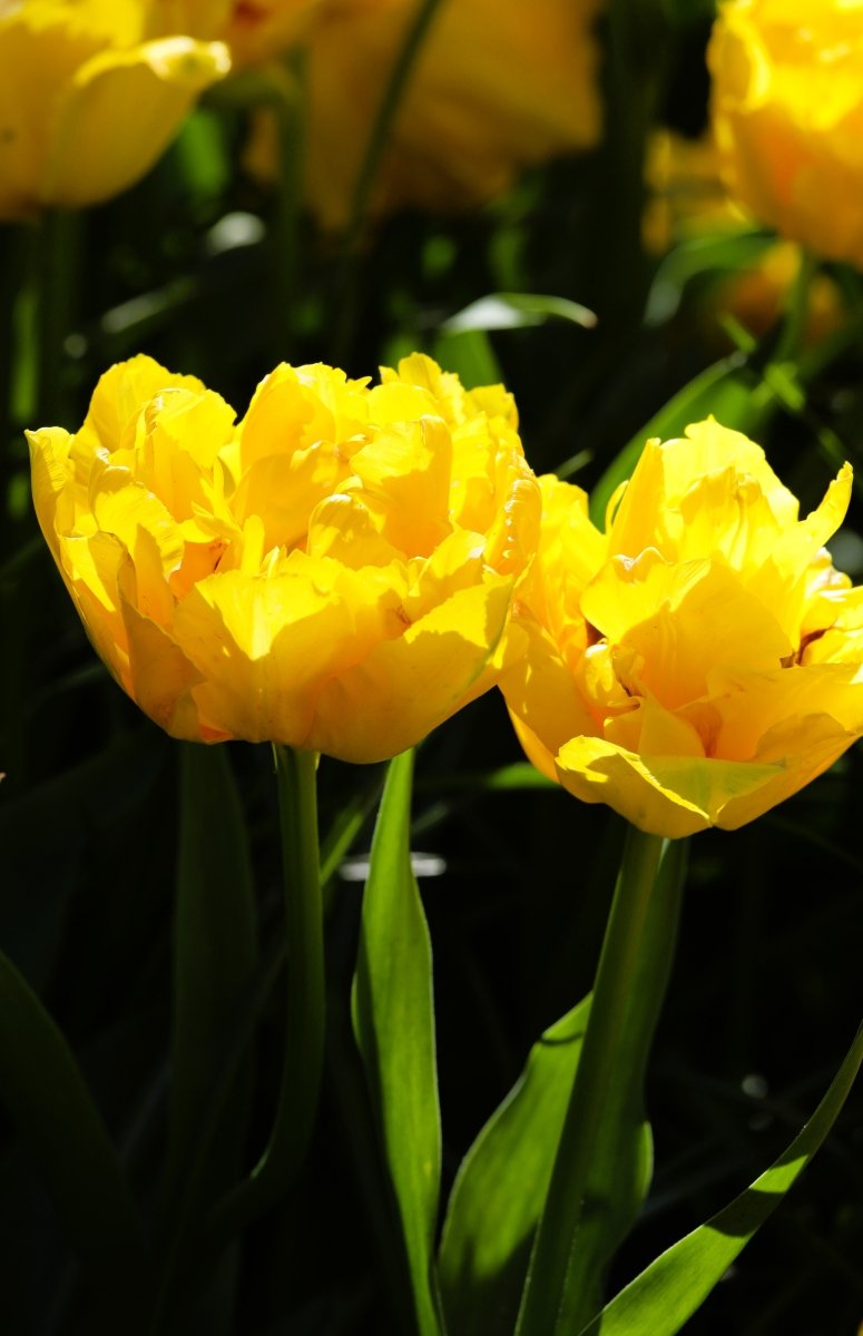 Tulip - Marie Jo