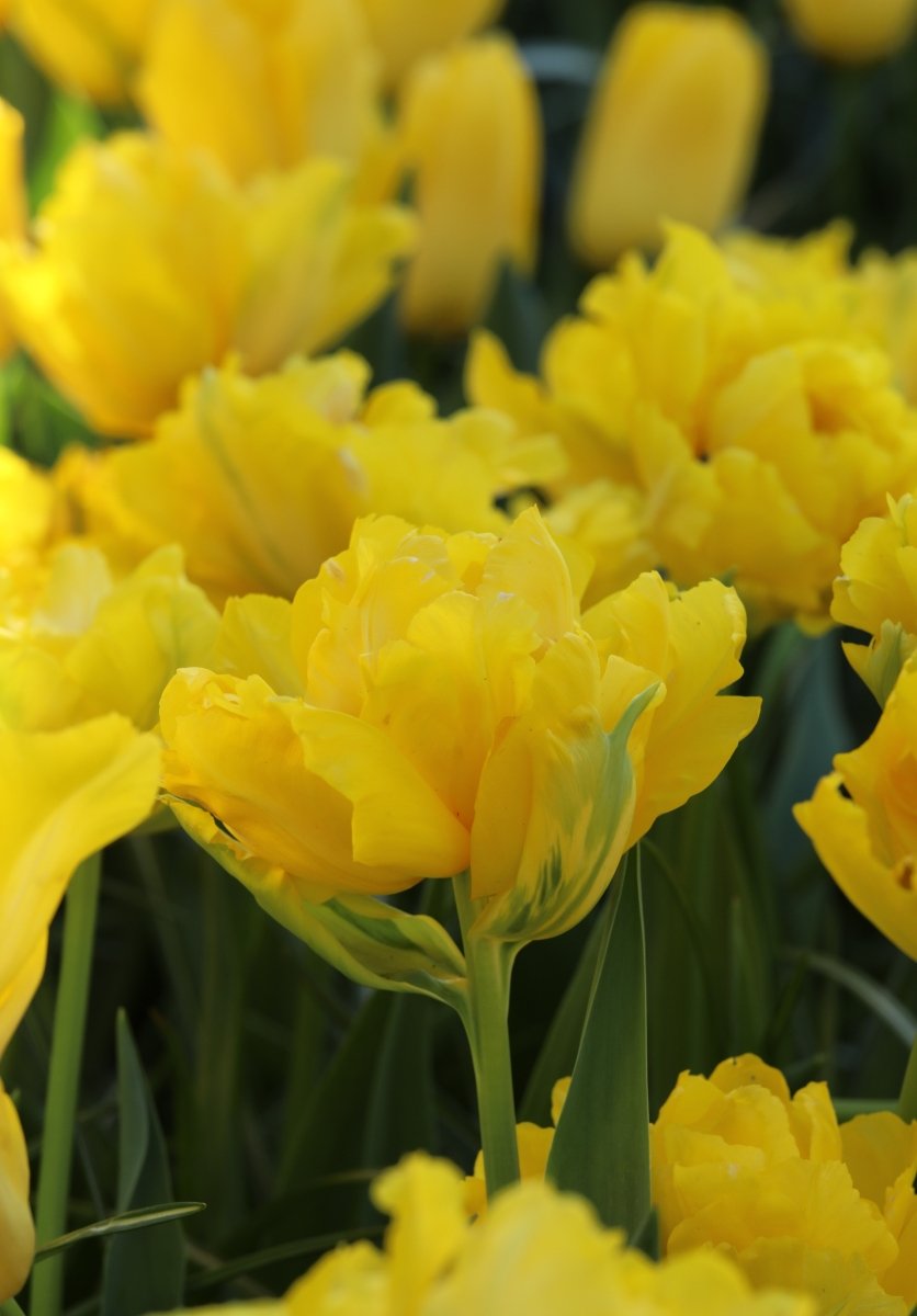 Tulip - Marie Jo