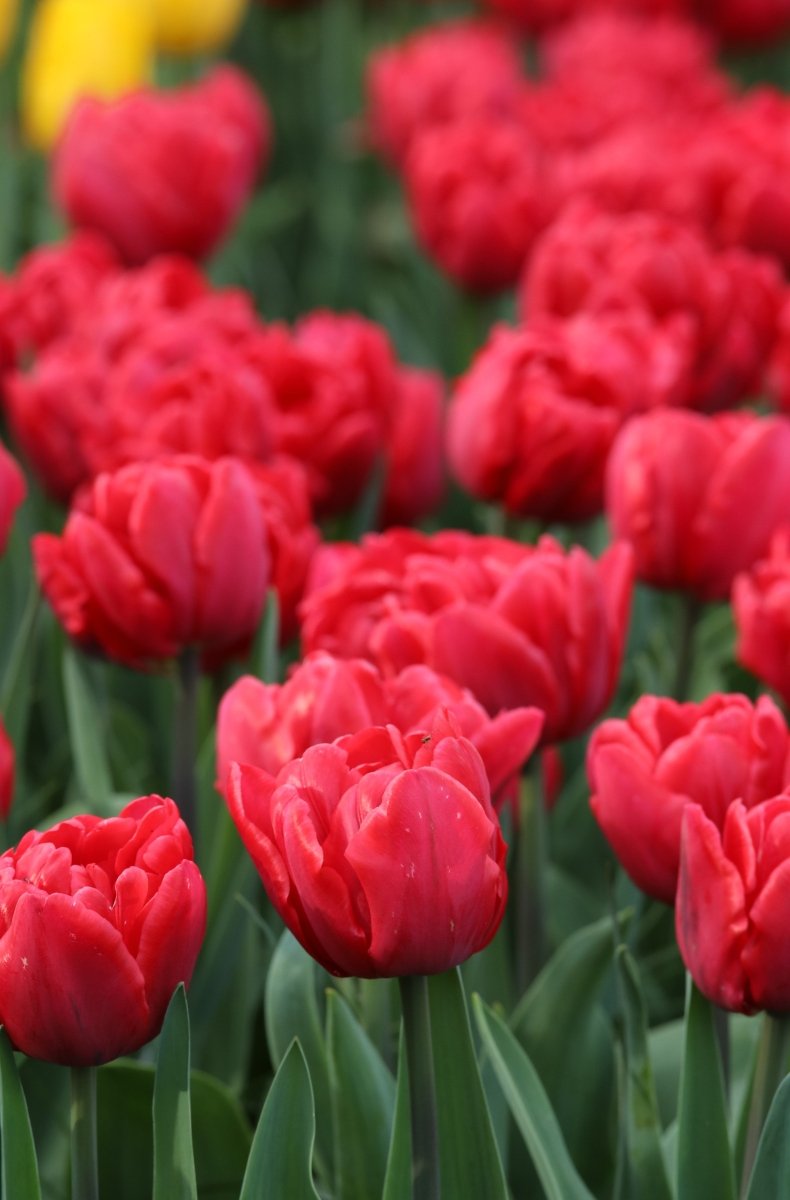 Tulip - Red Foxtrot