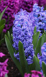 Hyacinth - Aqua