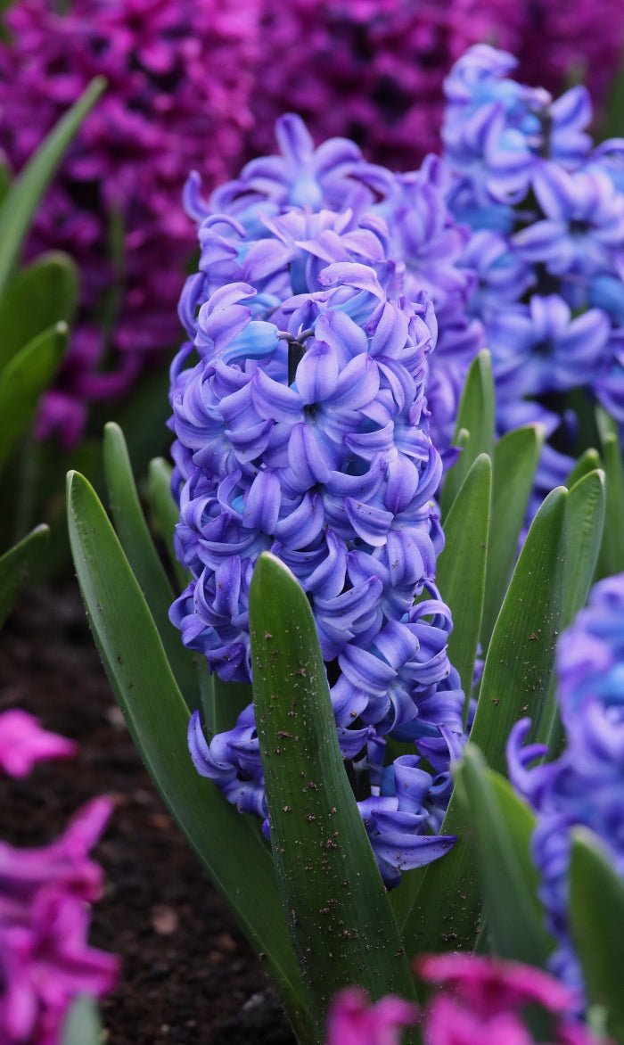 Hyacinth - Aqua