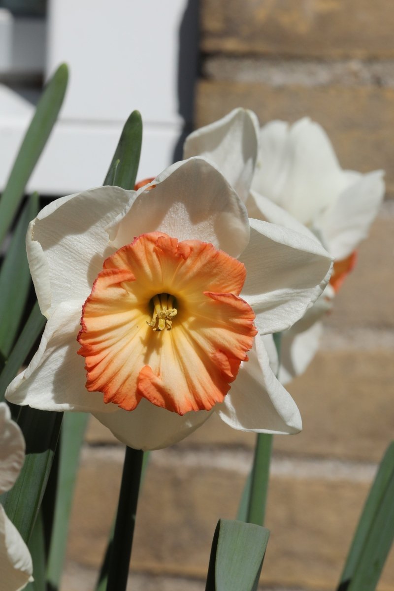 Daffodil - Pink Bomb