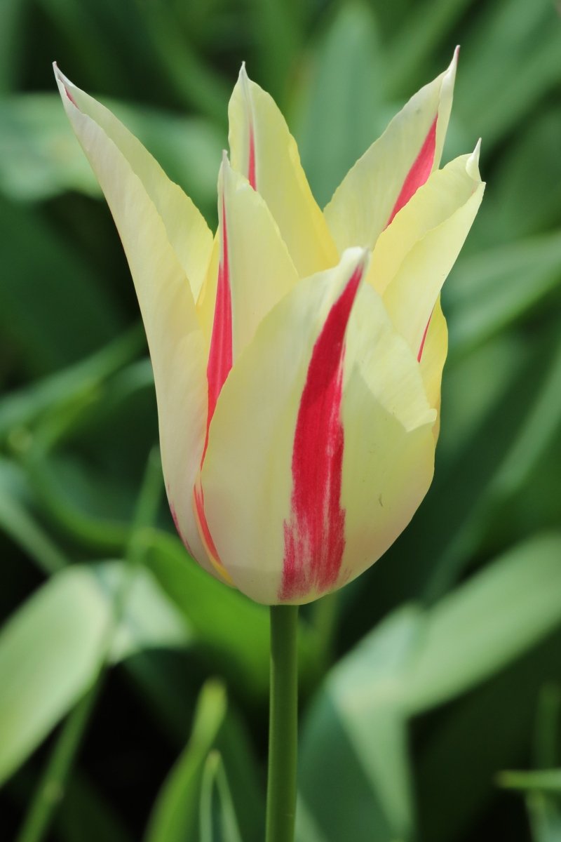 Tulip - Marilyn