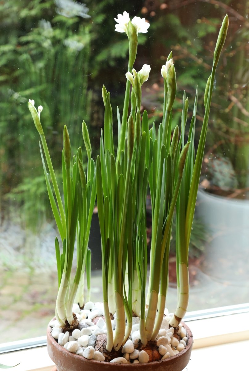 Daffodil - Paperwhite Inball