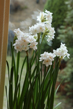 Daffodil - Paperwhite Ziva