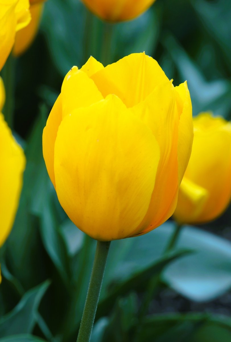 Tulip - Yellow Flair