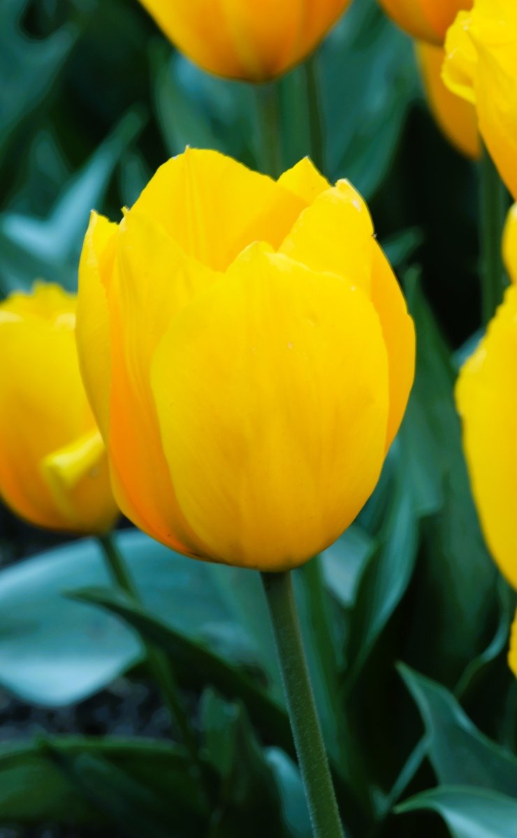 Tulip - Yellow Flair