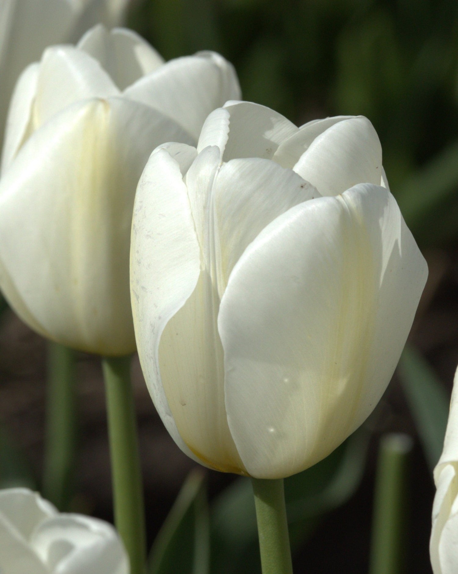 Tulip - Jumbo White